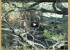 Video –  Coues whitetail fawns at 5 yards!