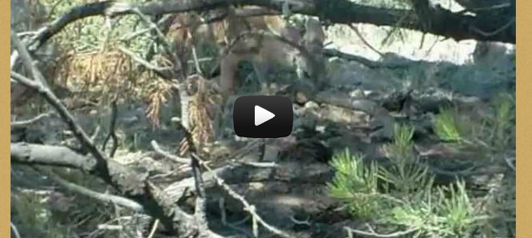 Video –  Coues whitetail fawns at 5 yards!