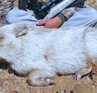 Albino Javelina!!!  WOW!