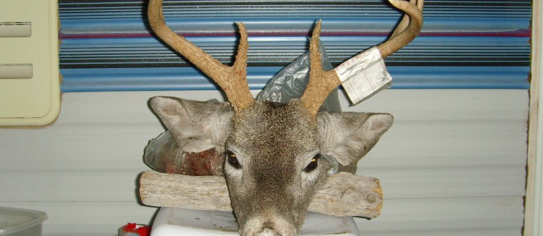 2012 6A Buck