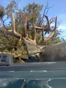 coues whitetail deer buck New Mexico