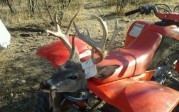 2012 patagonia Coues Whitetail buck