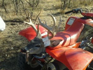 coues whitetail deer buck