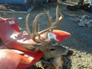 coues whitetail deer buck