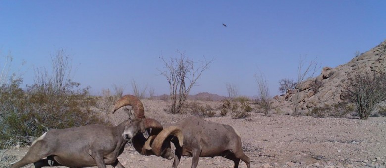 VOTE now in the Trail Camera Contest!!