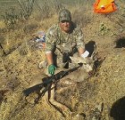 Scotts mule deer