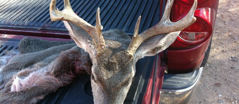 34a archery buck