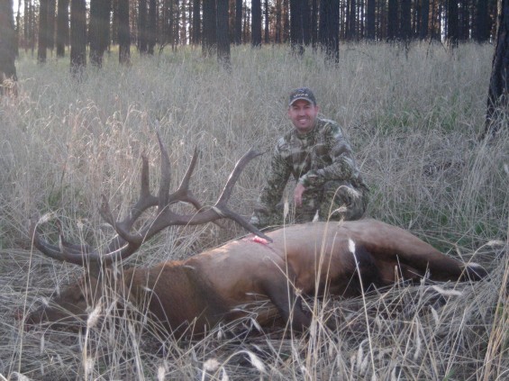 az archery bull elk