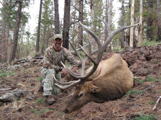 archery bull elk