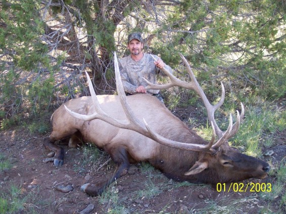 372 archery bull elk