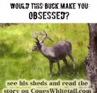 Would this buck make you OBSESSED?