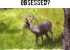 Would this buck make you OBSESSED?