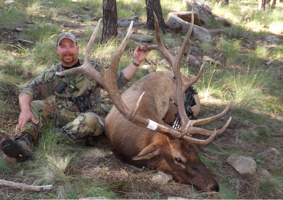 arizona archery bull elk