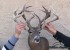 The “Shed Buck” – backpacking in to take a real character buck!