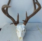 Coues WhiteTail deer 130 inches