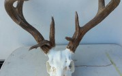 Coues WhiteTail deer 130 inches