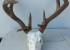 Coues WhiteTail deer 130 inches