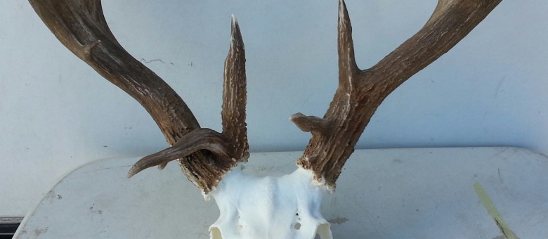 Coues WhiteTail deer 130 inches