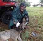 Couesdeerhtr takes a nice velvet buck in August 2013