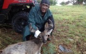 Couesdeerhtr takes a nice velvet buck in August 2013