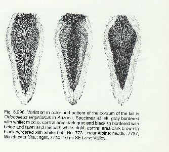 coues tail variation hoffmeister