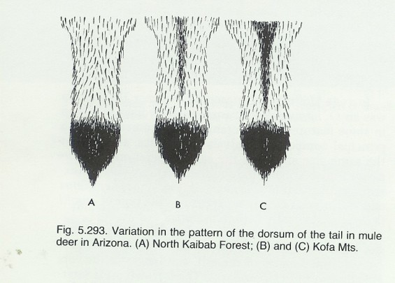 mule deer tail variation hoffmeister