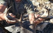 First coues