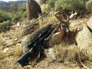 Coues Whitetail buck