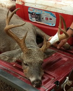 Coues Whitetail buck