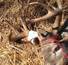 2013 Coues bucks