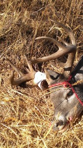 Coues Whitetail buck
