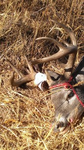 Coues Whitetail buck