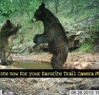 Vote now for your favorite Trail Camera Photos!