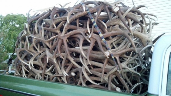 elk-antler-truckload-3