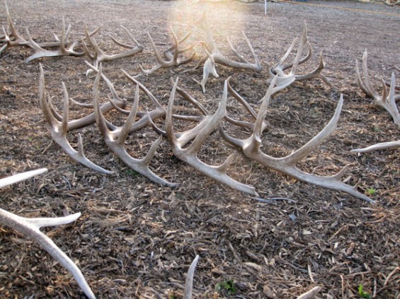 elk-shed-series-1