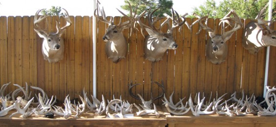 giant-coues-bucks