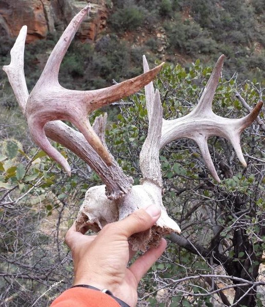 coues buck double droptines