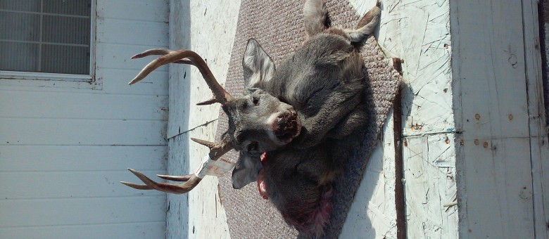 WMAT coues