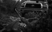 WMAT 3a mule deer