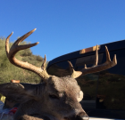 My First Coues Deer
