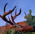 Guess the Score of this White Mountain Apache Buck!