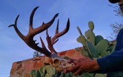 Guess the Score of this White Mountain Apache Buck!