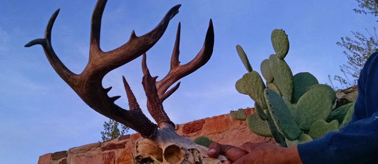 Guess the Score of this White Mountain Apache Buck!