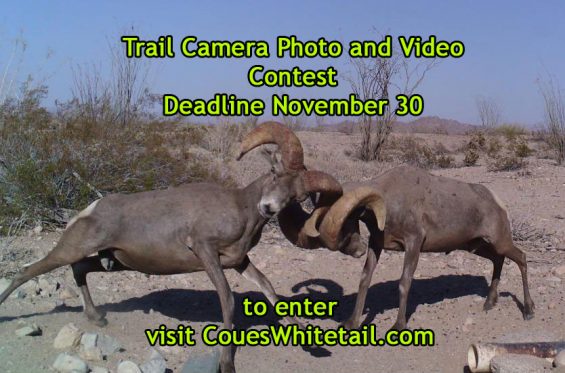 trail-cam-contest-ad