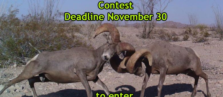 2016 Trail Camera Photo and Video Contest!