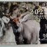 2022 Coues Calendars are in!
