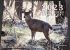 2023 Coues Calendars are in!